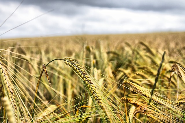 Have you Heard of Teff?